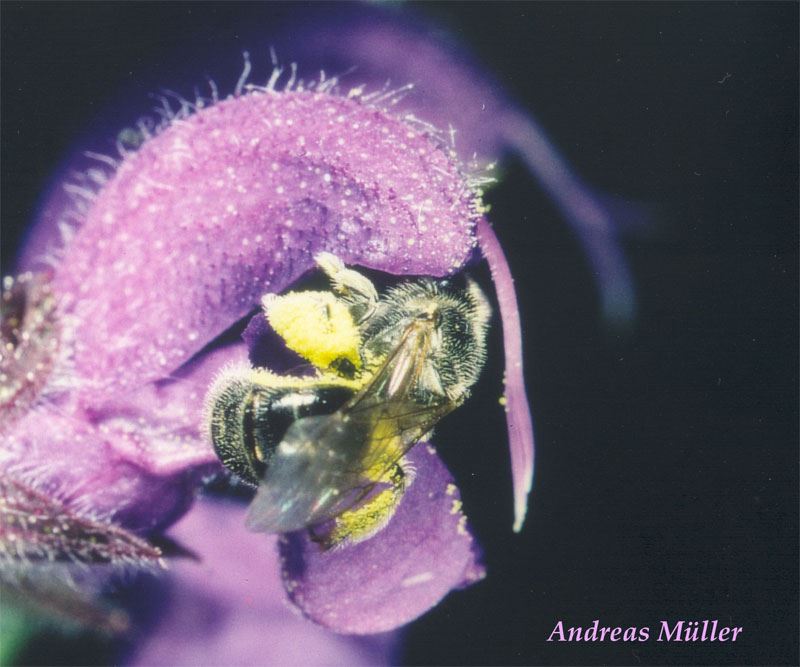 Lasioglossum convexiusculum