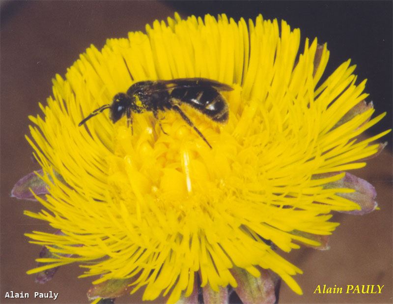 Lasioglossum fulvicorne femelle