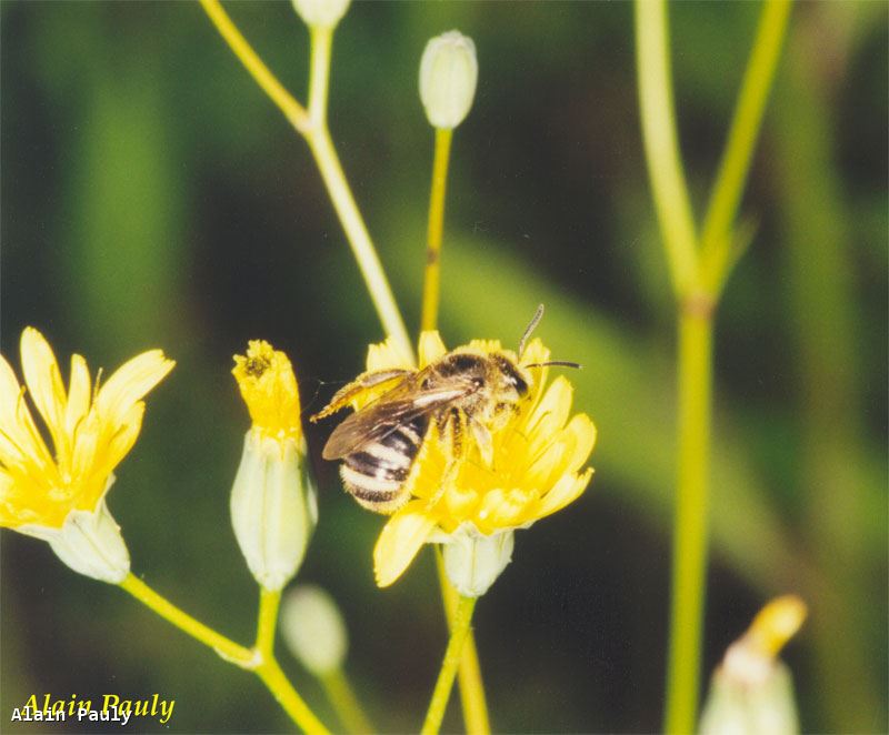 Lasioglossum leucozonium femelle