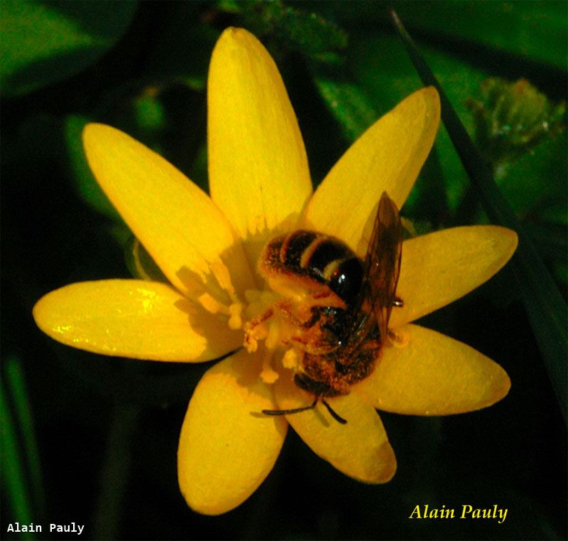 Lasioglossum calceatum femelle