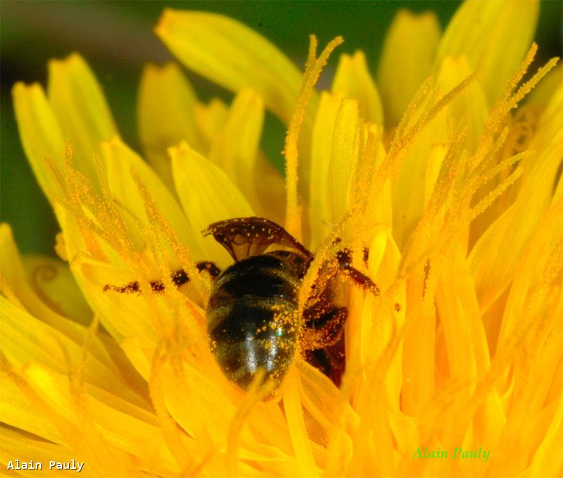 Lasioglossum lativentre femelle