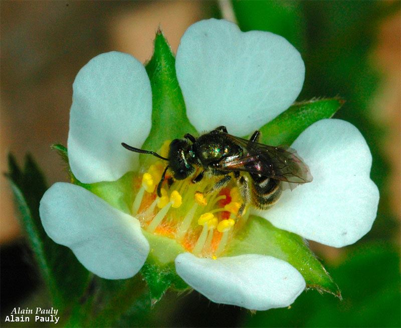 Lasioglossum morio femelle