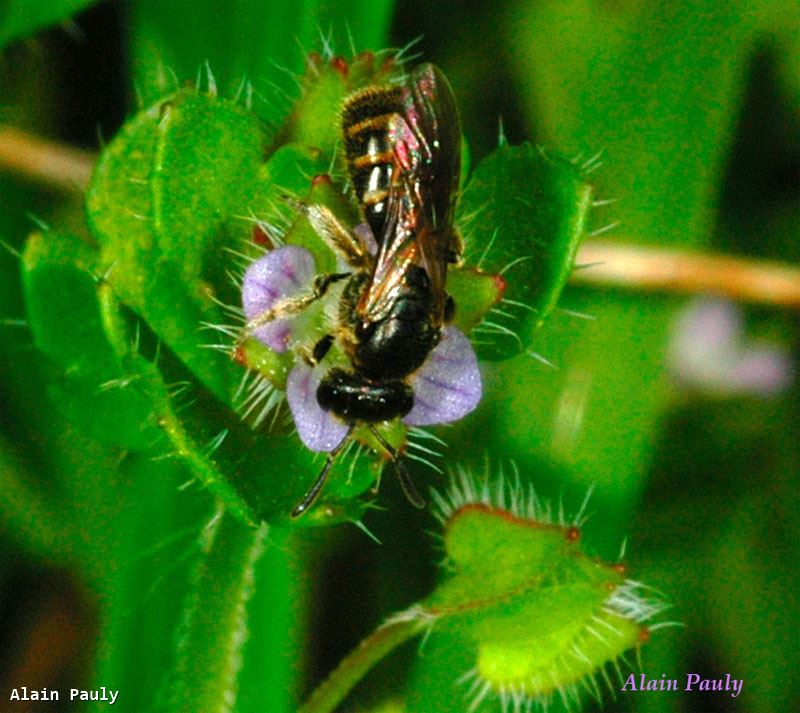 Lasioglossum pauxillum femelle