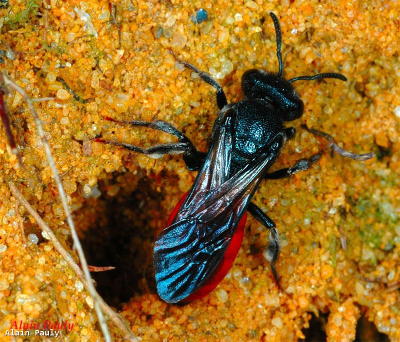 Sphecodes albilabris femelle