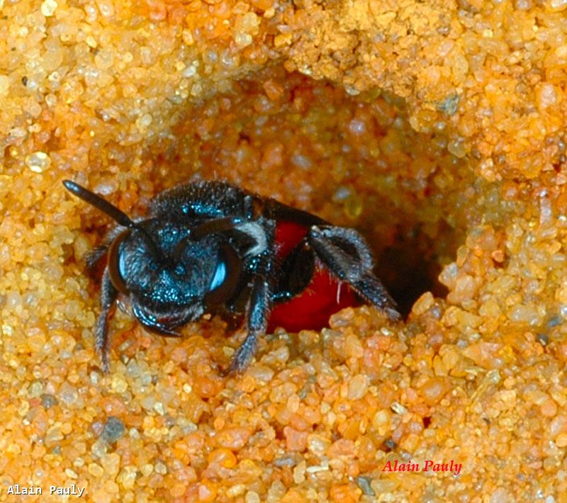 Sphecodes albilabris femelle