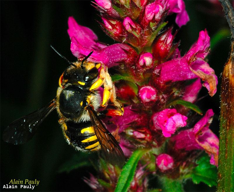 Anthidium manicatum (fem.)