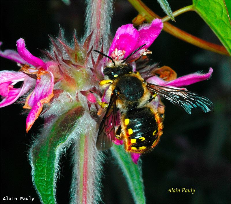 Anthidium manicatum (male)