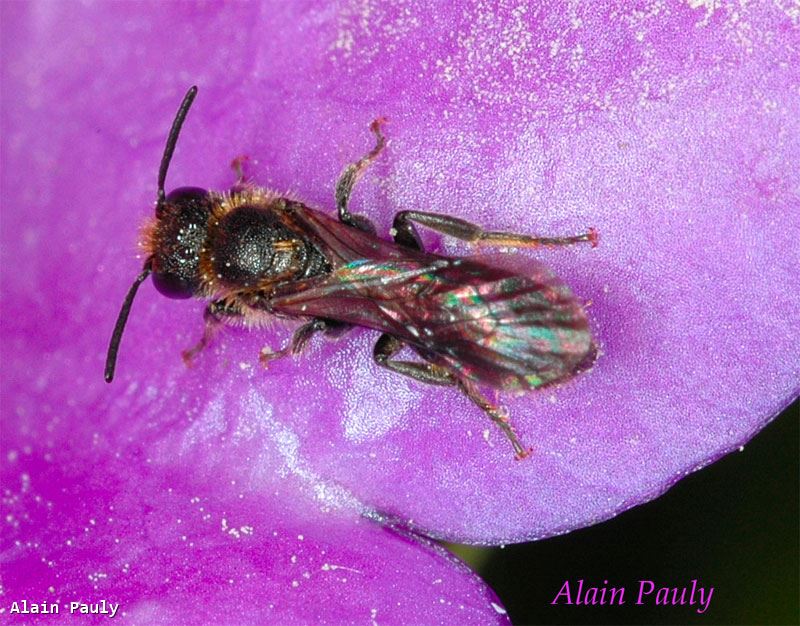 Chelostoma campanularum