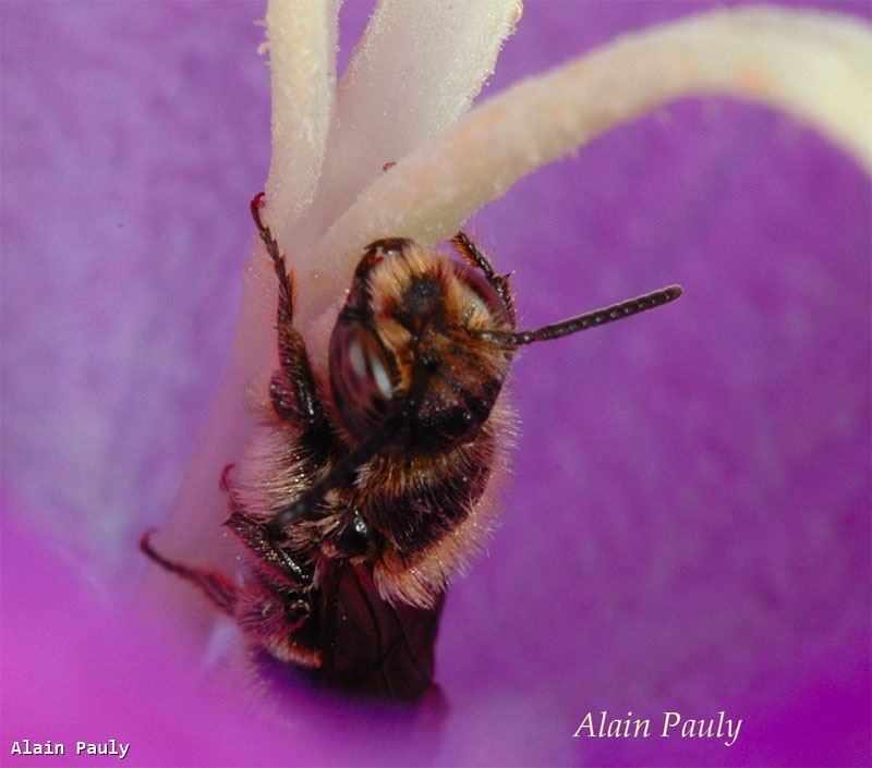 Chelostoma rapunculi