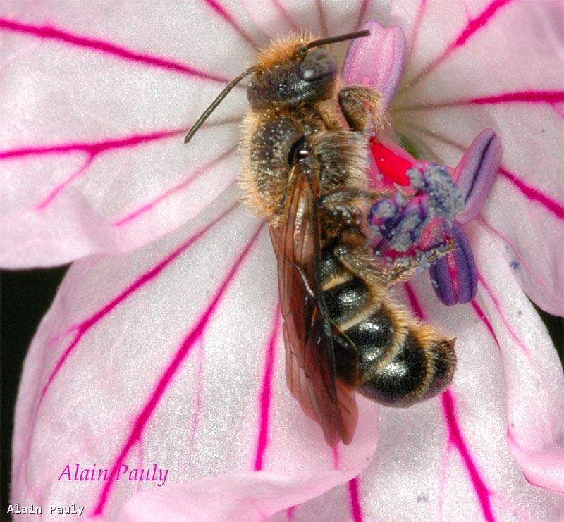 Chelostoma rapunculi