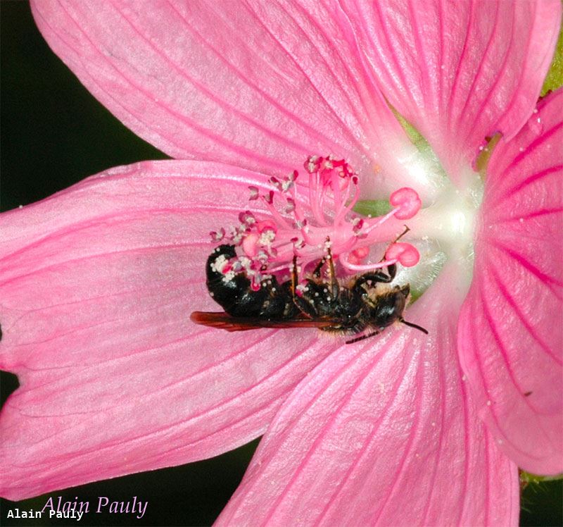 Chelostoma rapunculi (male)