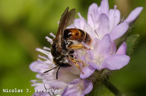 Andrena hattorfiana