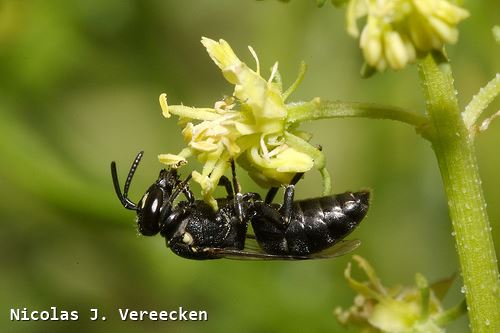 Hylaeus signatus