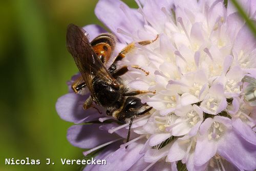 Andrena hattorfiana