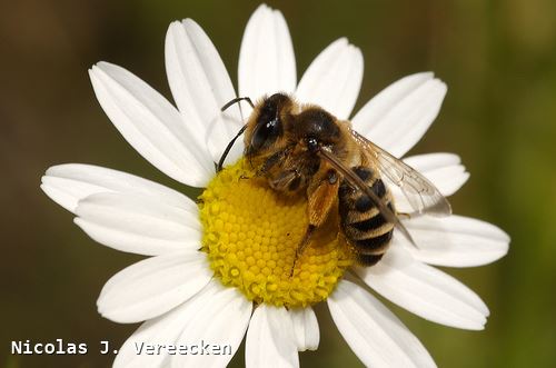 Andrena flavipes