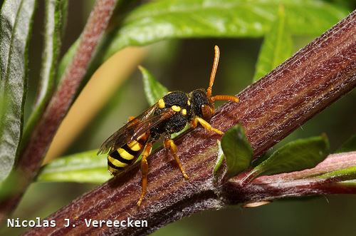 Nomada fucata