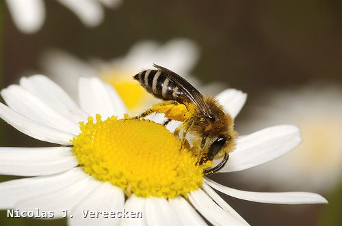 Colletes daviesanus