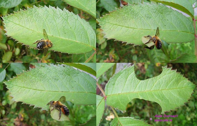 Megachile circumcincta