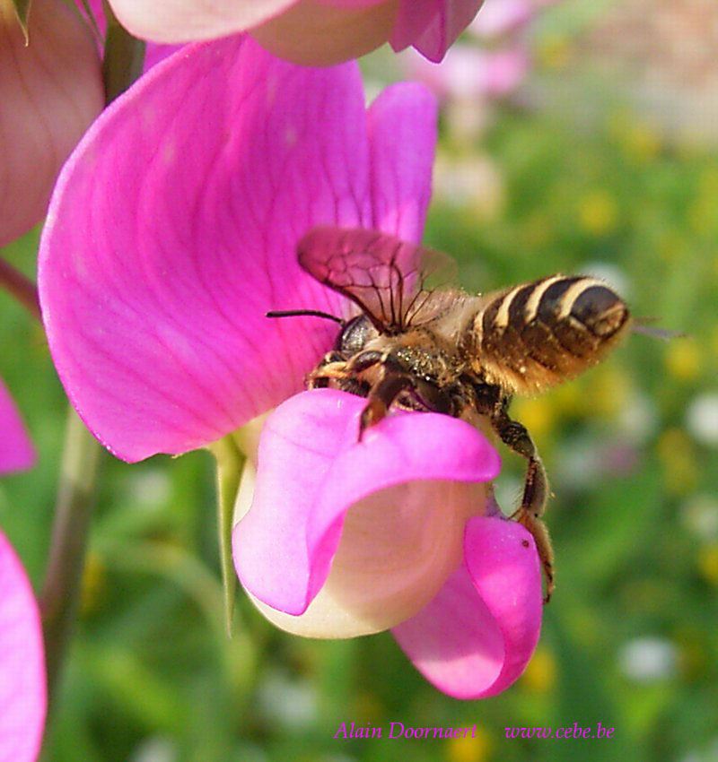 megachile ericetorum