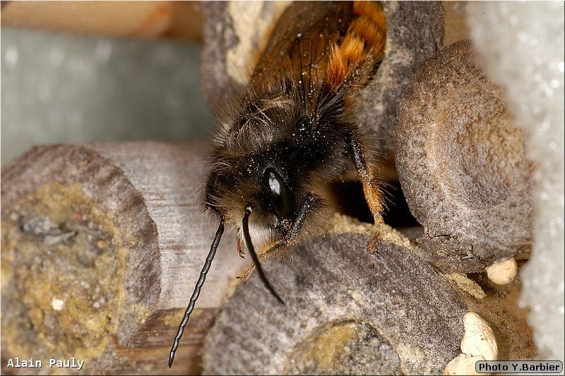 Osmia cornuta