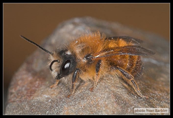 Osmia rufa mâle