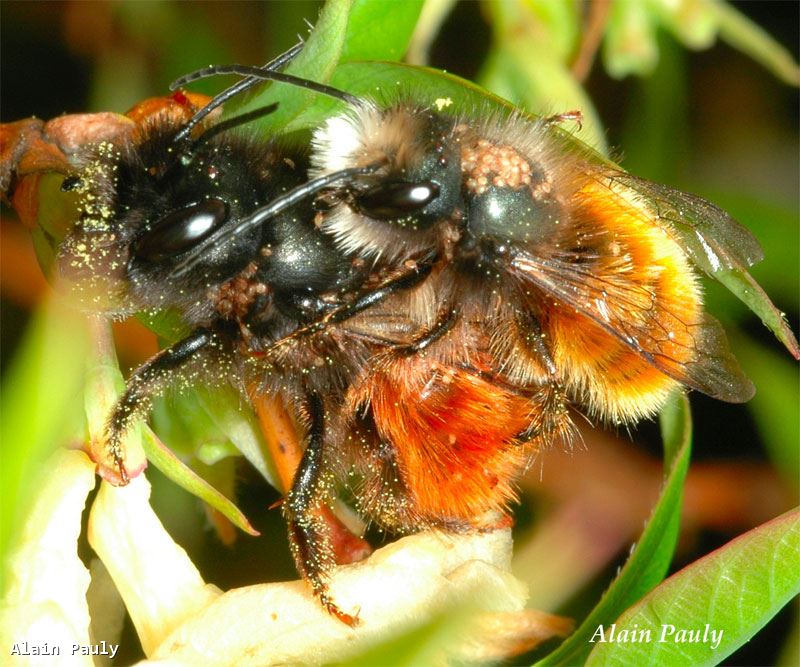 Osmia cornuta