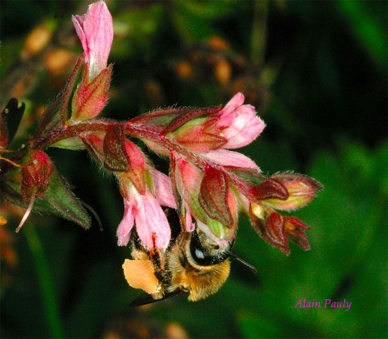 Melitta tricincta