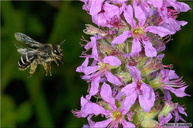 Melitta nigricans - Femelle