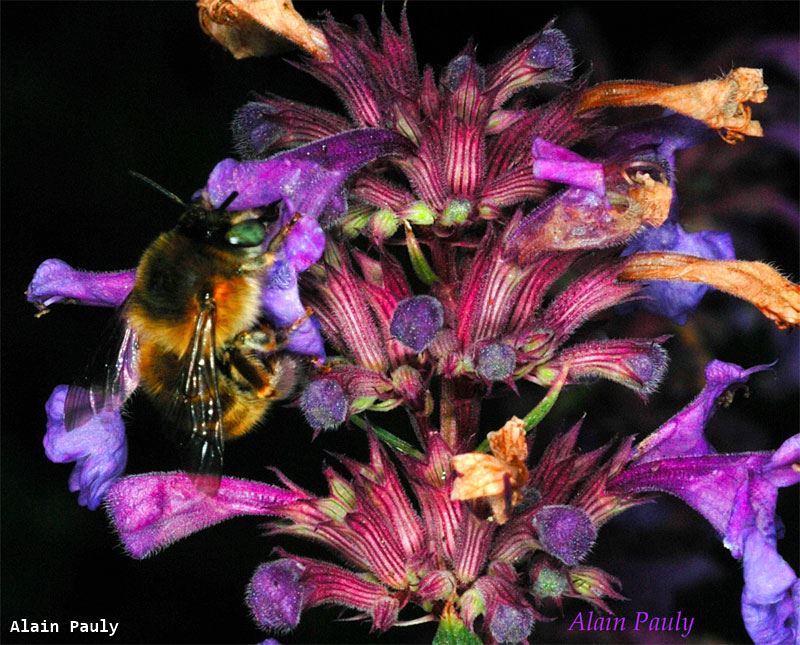 Anthophora quadrimaculata Panzer femelle