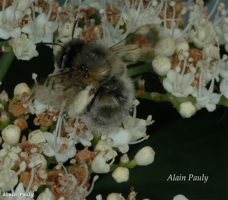 Anthophora plumipes