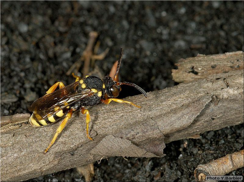 Nomada sp.