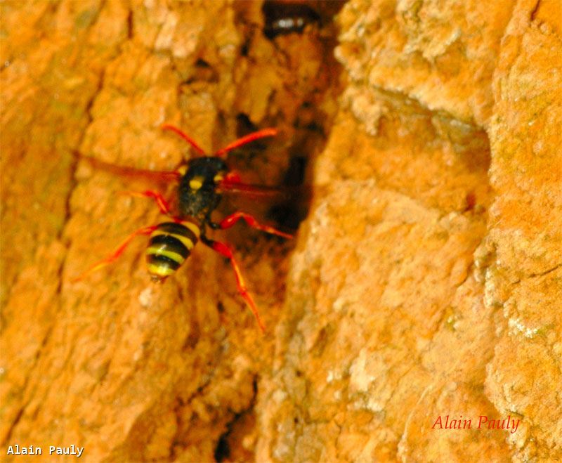 Nomada fucata