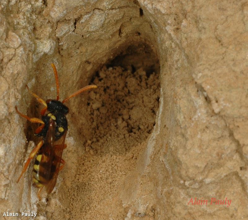 Nomada fucata