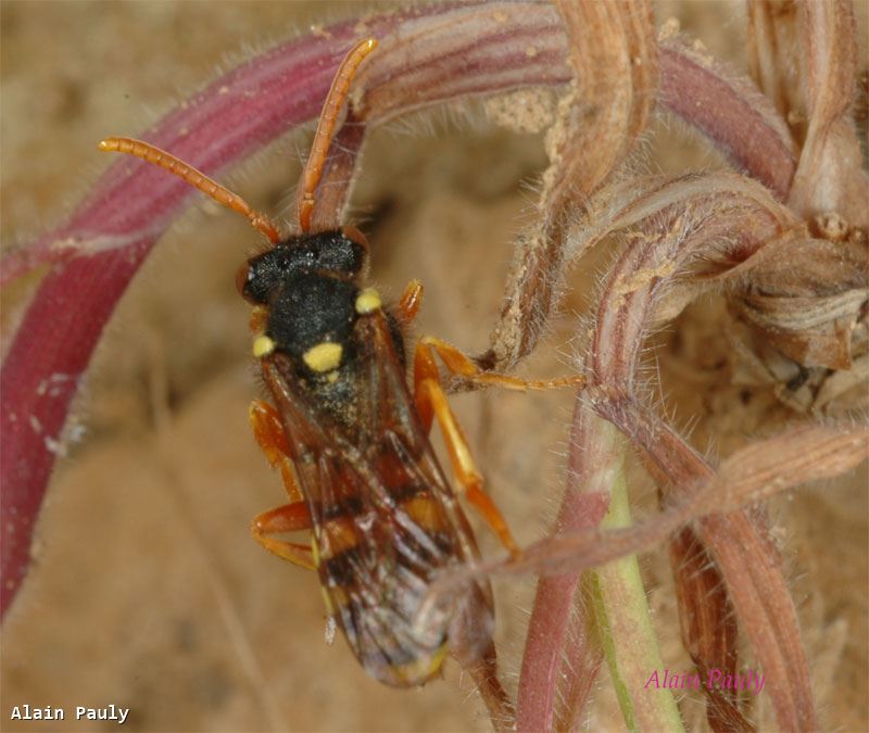 Nomada fucata