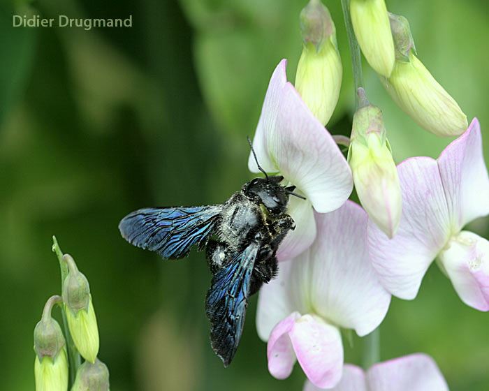 Xylocopa violacea