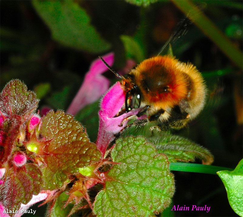 Anthophora plumipes male