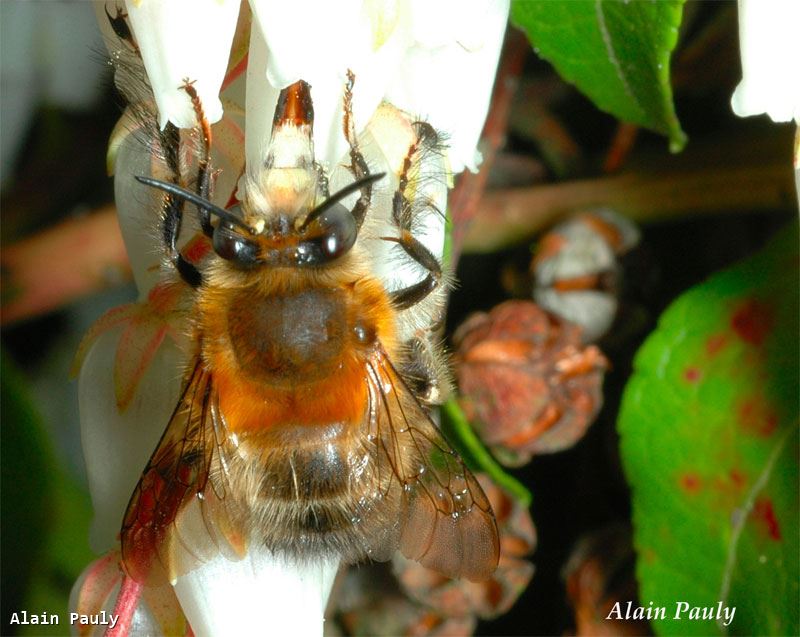 Anthophora plumipes male