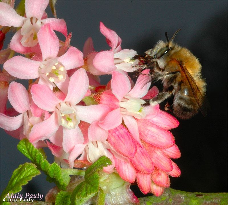 Anthophora plumipes male