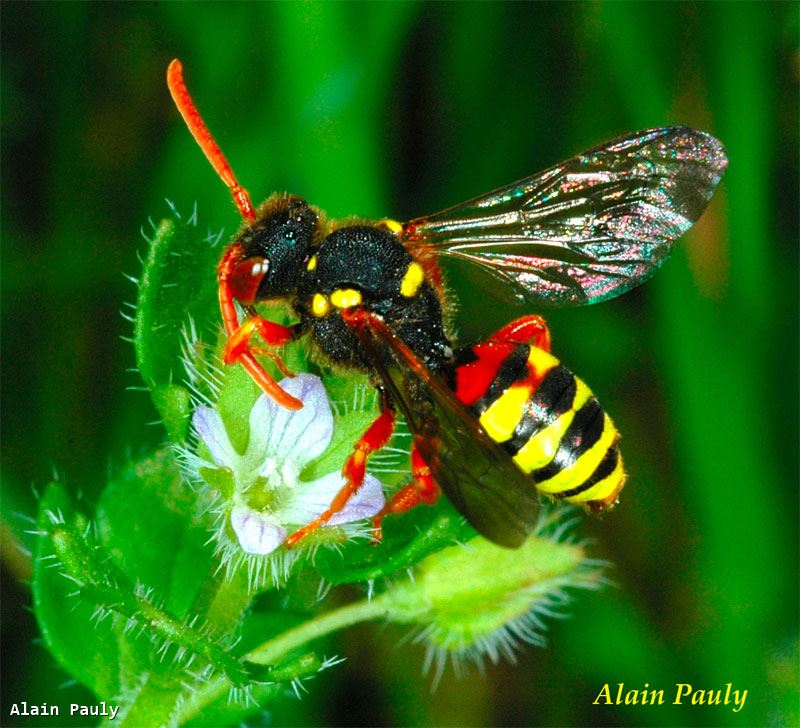 Nomada fucata male