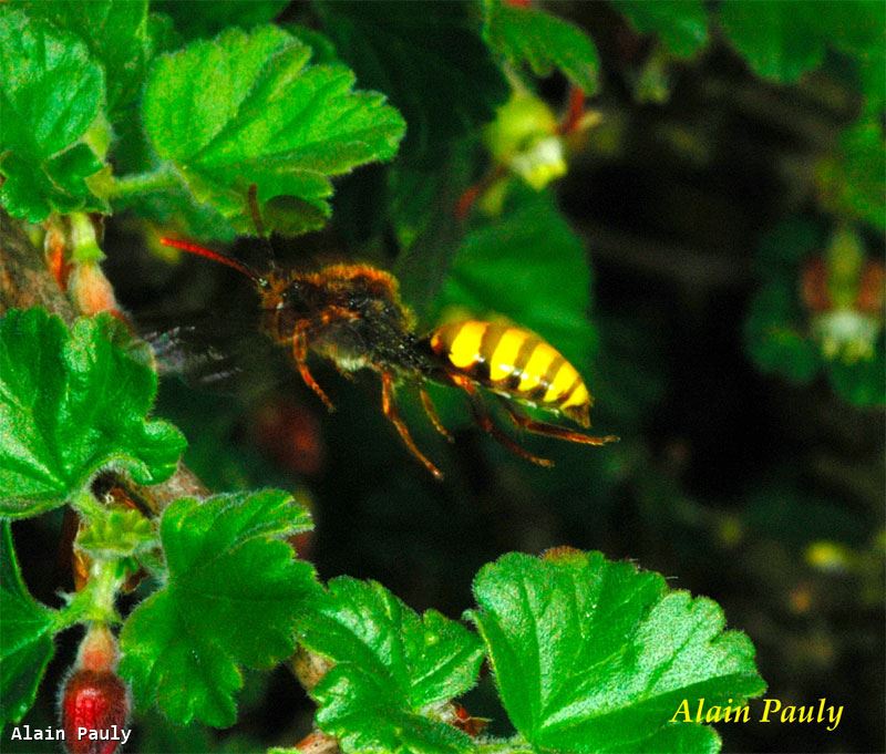 Nomada signata male