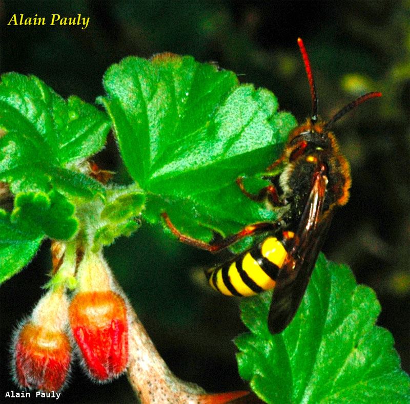 Nomada signata male