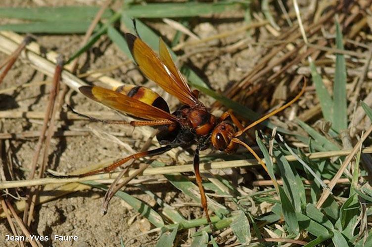 Cryptocheilus alternatus