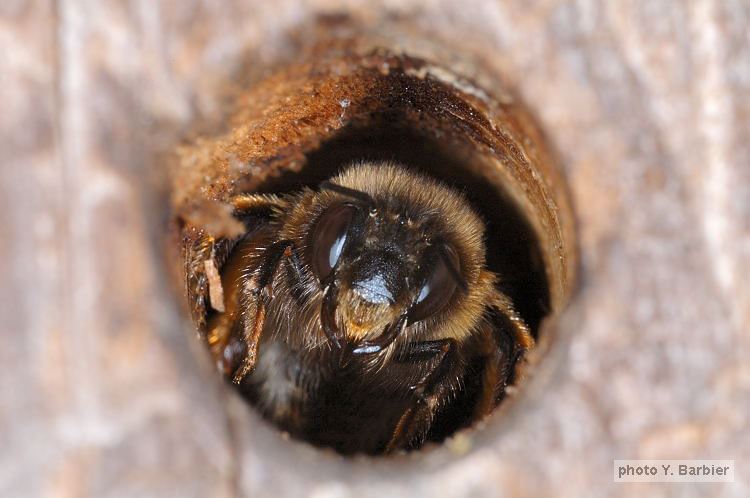 Anthophora plumipes femelle