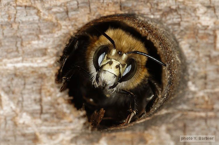 Anthophora plumipes male