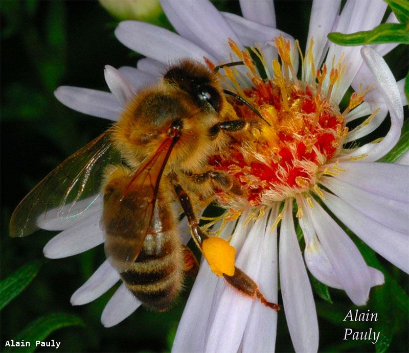 Apis mellifera