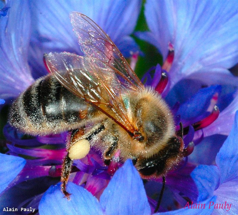 Apis mellifera