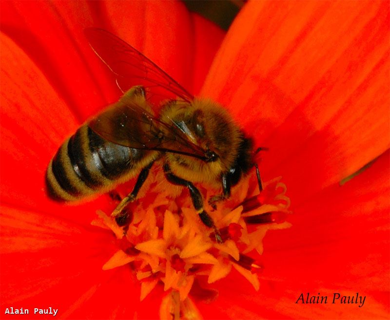 Apis mellifera