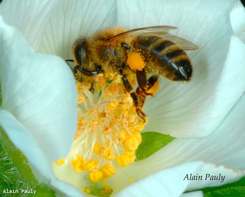 Apis mellifera