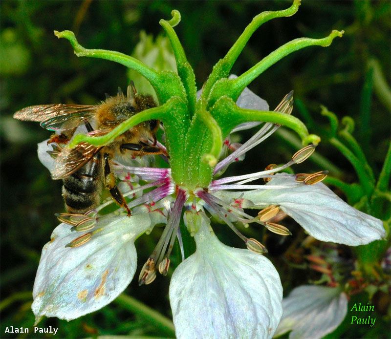 Apis mellifera