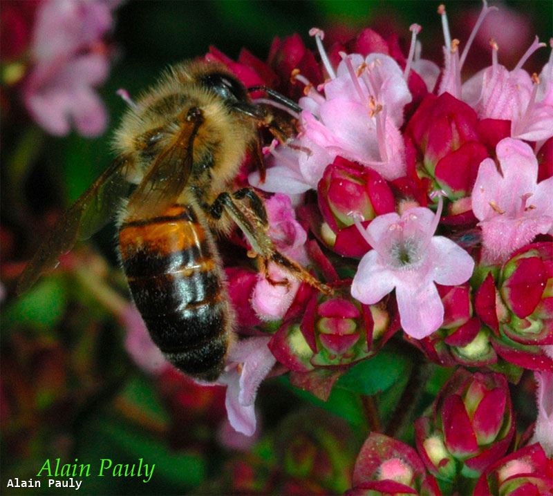 Apis mellifera